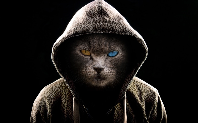 4K, serious, dark, miscellaneous, cat, fantasy, digital art, cat face, hood, fiction, brown eye, blue eye, cats, muzzle, heterochromia, 4k ultra hd background