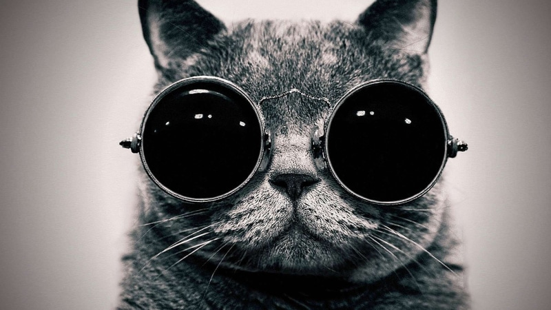 cute, goggles, nose, 1080P, hd, black and white, serious, ears, sunglasses, cat