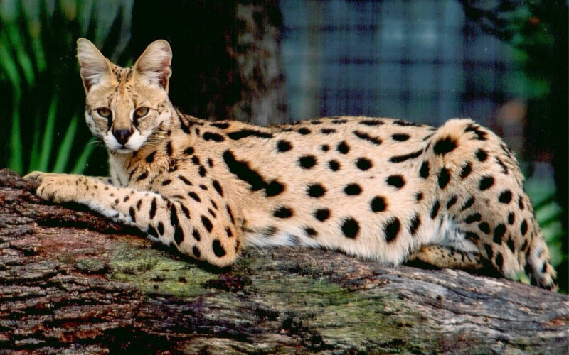 serious, pose, 2K, grumpy, savannah, savannah cat, cat