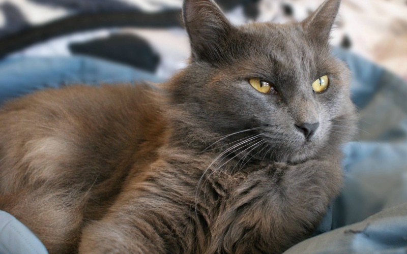 nebelung cat, serious, nebelung, cat, yellow, eyes, 2K, beautiful