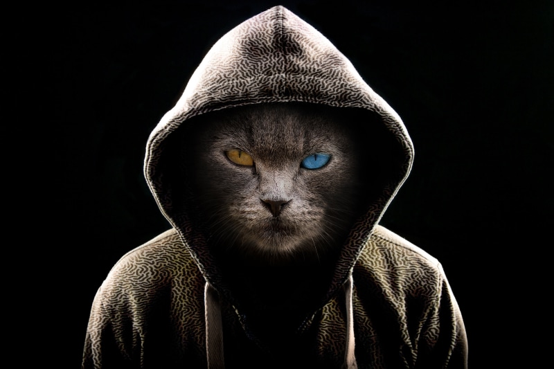 domestic, body part, hat, front view, looking at camera, heterochromia, black background, cat, one person, serious, dark, mammal, adult, one animal, studio shot