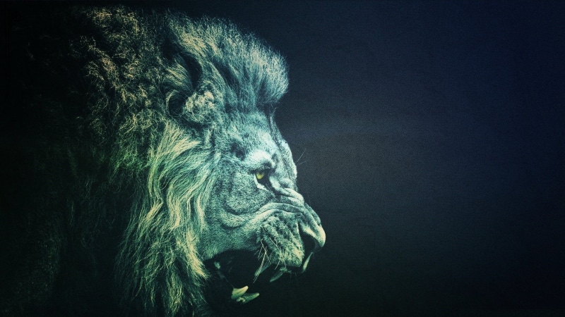 close-up, vertebrate, studio shot, simple, animal head, mammal, copy space, low angle view, photo manipulation, one animal, animals, domestic animals, domestic