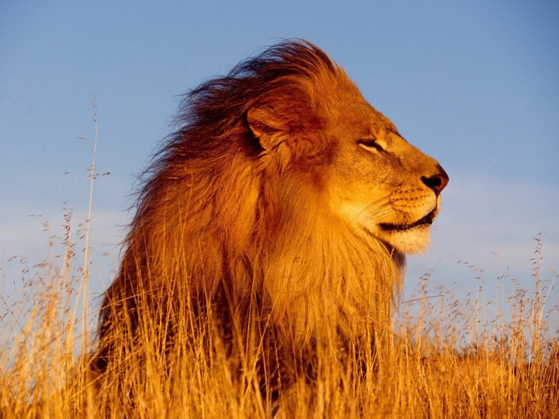 profile view, cat, one animal, male animal, undomesticated cat, mane, nature, animal, animals, plant, 720P, outdoors, feline, animal head, mammal, lion - feline