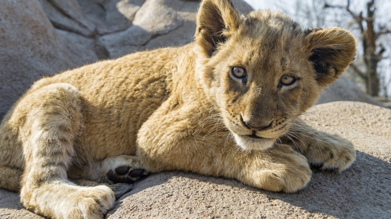 domestic animals, cat, animals, feline, cub, brown, rock - object, relaxation, 1080P, animal head, outdoors, one animal, mammal, lion, animal, lion cub