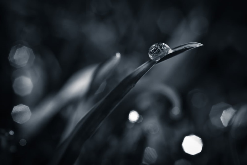 drop, drops, coruña, grass, water, bianco nero, grayscale, backgrounds, galicia, auga, monochrome, la, photography, agua, bandw, de, blanco y negro, españa