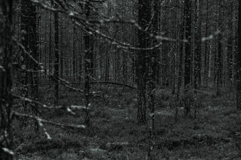 nature, day, scary, tree, low-key, tranquility, pattern, tree trunk, darkness, wilderness, hossa, scenics - nature, midnight, horror, finland, trekking