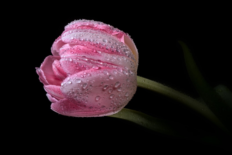 dew, still, beautiful, drops, pink, in the dark, low-key, studio, water, freshness, plant, garden  lighting, nature, spring  garden, life, drop, petal