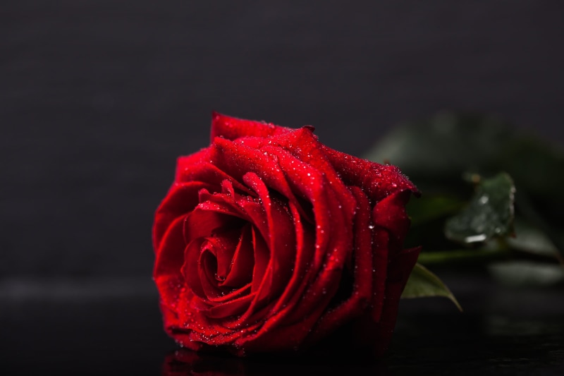 rose - Flower, inflorescence, flower, shallow dof, studio, low key, valentines day, focus on foreground, closeup, wet, flower head, black, romance, nature