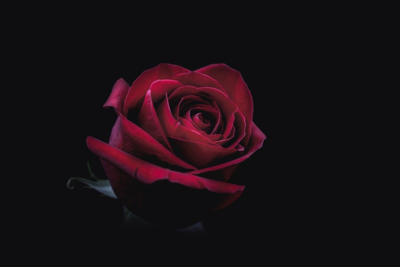 photography, beautiful, flower, single Object, love, macro, death, red, no People, 8K, beauty In Nature, single Flower, nature, outdoors, plant, interior design