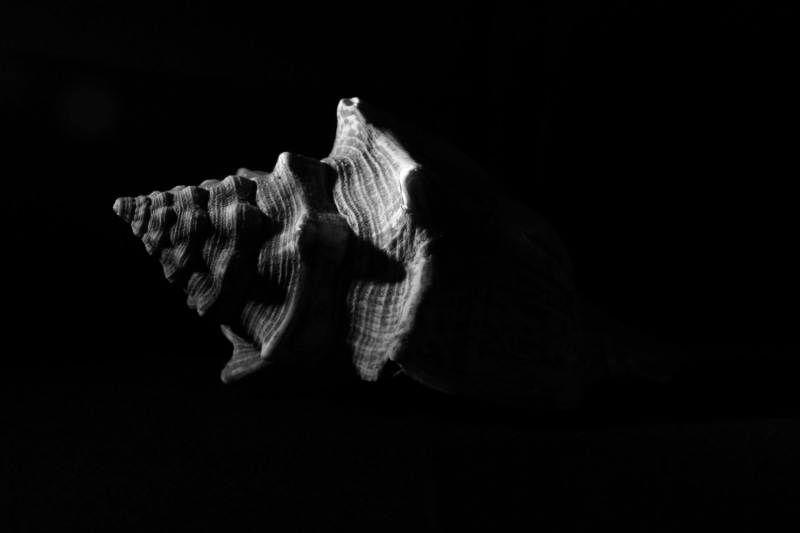 black color, black background, no people, indoors, shell, studio shot, close-up, 5K, black and white, food and drink, dark, single object, animal body part