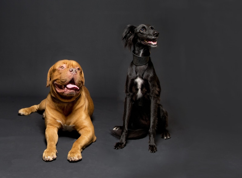 animal themes, pets, studio, studio shot, dogue de bordeaux, one animal, panting, domestic, black background, indoors, full length, gray background, duo