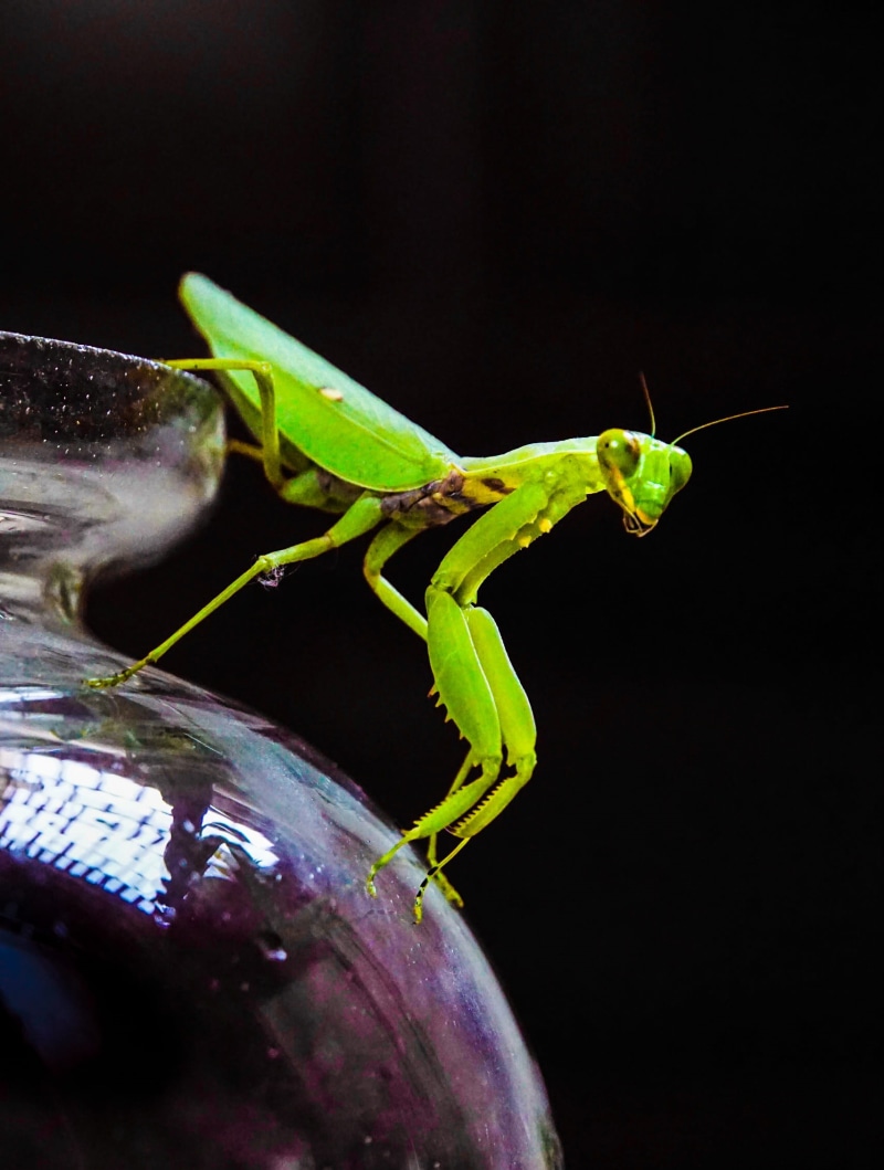 low key, green, green color, no people, plant part, animal antenna, animal, animal themes, close, nature, lowkey, invertebrate, focus on foreground, locust