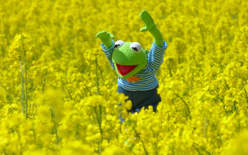 nature, day, full length, flower, running, men, one person, motion, outdoors, yellow, plant, vitality, blossoms, flowering plant, limb, Kermit the Frog