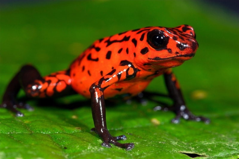 1080P, frog, poison dart frogs, nature, amphibian, animals