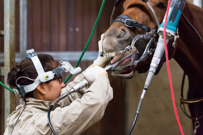 specialist, animal wildlife, tool, gloves, bridle, offspring, doctor, one animal, horse, child, 4K, domestic animals, head lamp, animal body part, hand labor