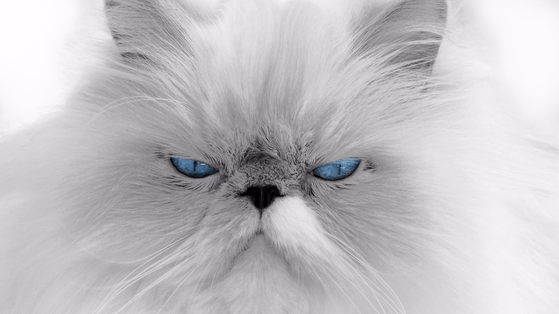 grumpy cat, white cat, angry, siamese, sullen cat, sullen, grumpy, blue eyes, 4K, siamese cat, animal, funny, cat