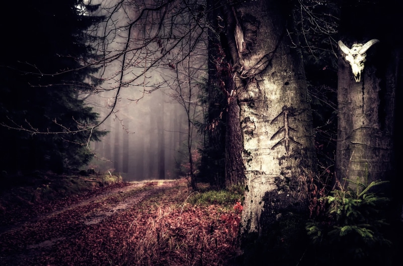 beauty In Nature, light - Natural Phenomenon, sullen, sunlight, growth, woodland, autumn, plant, rural Scene, dark, gray, outdoors, horns, tree, mist, tranquil Scene