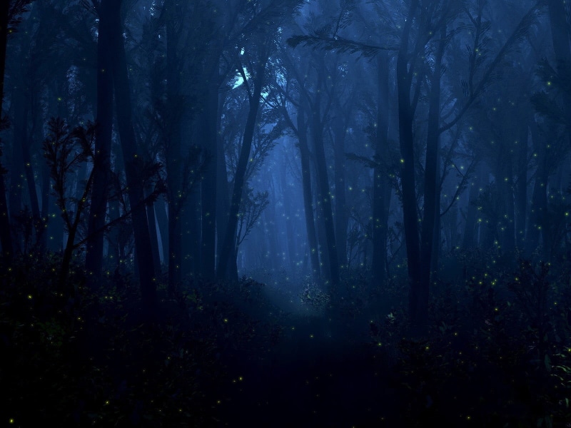 scenics - nature, sunbeam, growth, light, mist, environment, fantasy, fireflies, branch, mystery, nature, blue, tranquility, woodland, lights, spooky, halloween