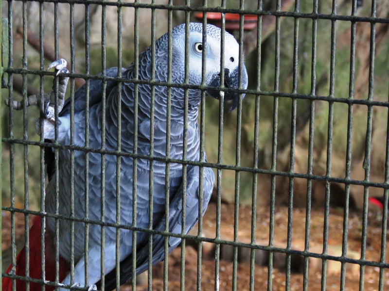 focus on foreground, cage, day, animals in the wild, animals in captivity, one animal, bird, zoo, metal, green, birdcage, barrier, animal wildlife, vertebrate