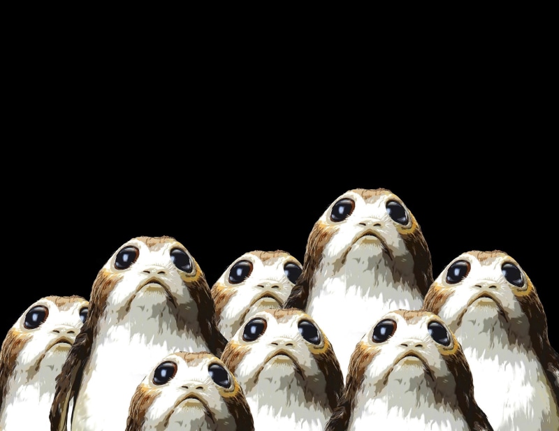 hd, movies, animal, owl, copy space, animal head, no people, low angle view, bird of prey, star wars the last jedi, mammal, poster, creativity, black background