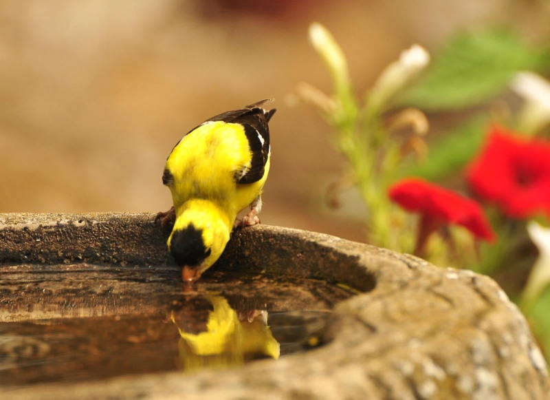 yellow, nature, you.  I, reflection, thirsty, goldfinch, reddit, black, I love you, wildlife, animal, 720P, Narcissus, black bird, water, bird bath, drinking