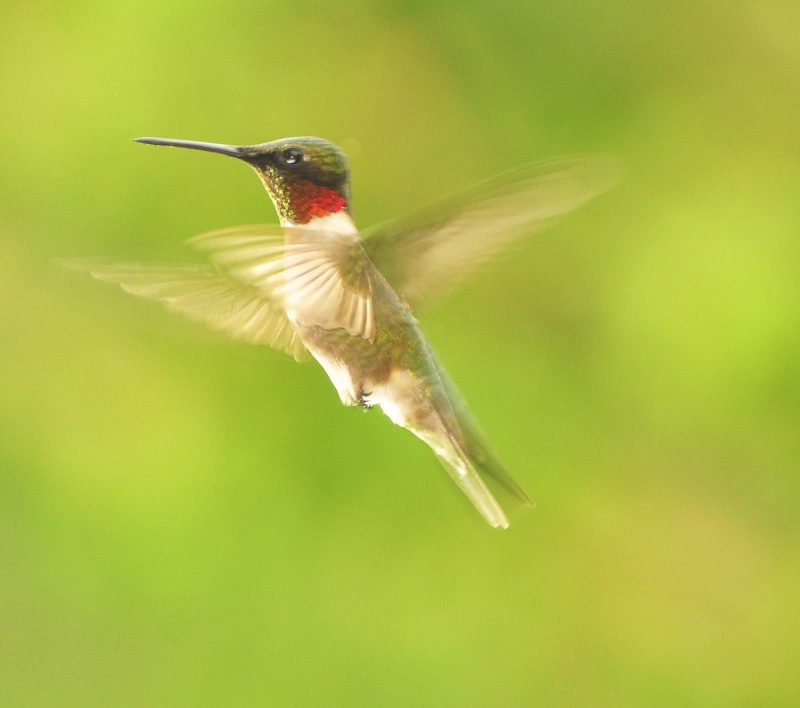 iridescent, animal, birds, brown, wildlife, ruby throat, flapping, same place, nature, reddit, hovering, flying, aviary, white, hummer, bird, animal Wing