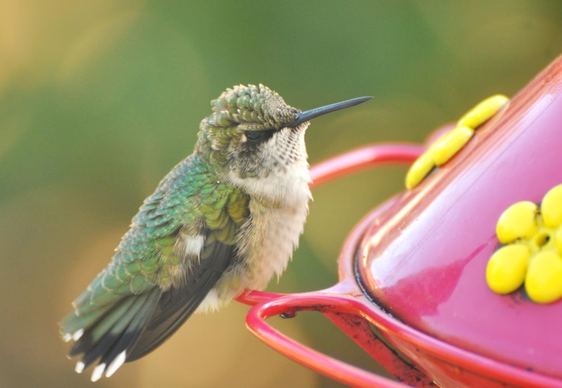 green, hummingbird, bird, green bird, reddit, ruby throat, animal, home soon, black, nature, fuzzy, 1080P, fellows, white, wildlife, feeder, nectar, bar