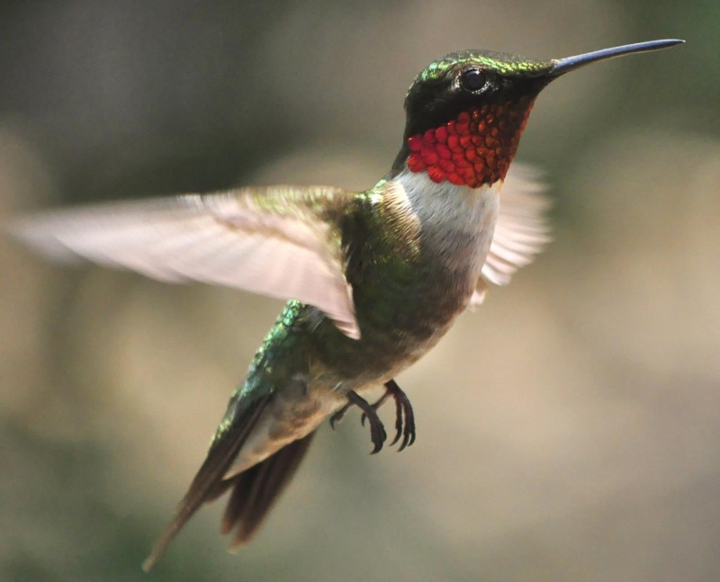 time, 720P, flying, iridescent, red, time lapse photography, reddit, wing sweep, feather, hummer, hovering, bird, spread Wings, photography, aviary, humming bird