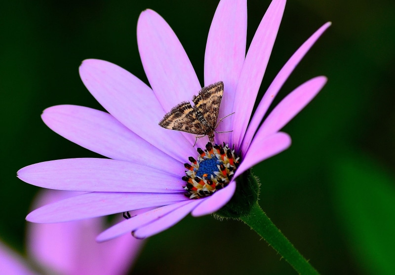 image, 2K, macro, flores, beauty In Nature, animal, flickr, flowers, longer, available, photo, plant, close-up, nature, nikon D5100, flower, summer, insect