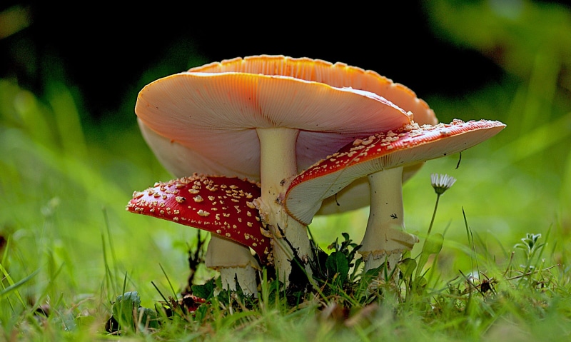 season, fungus, Geo-Tagged, toxic Substance, flickr, poisonous, close-up, bokeh, Mushrooms, fungi, Nature, photos, O F, plant, fly Agaric Mushroom, toadstool