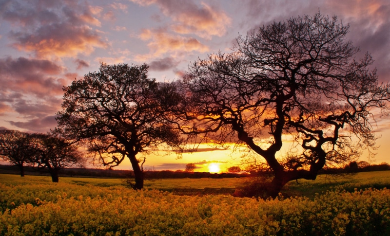 Landscape, four trees, nature, sun, Rapeseed, Storeton, sunlight, beauty In Nature, trees, agriculture, dusk, cloudy, sky, 2K, black, yellow, rural Scene