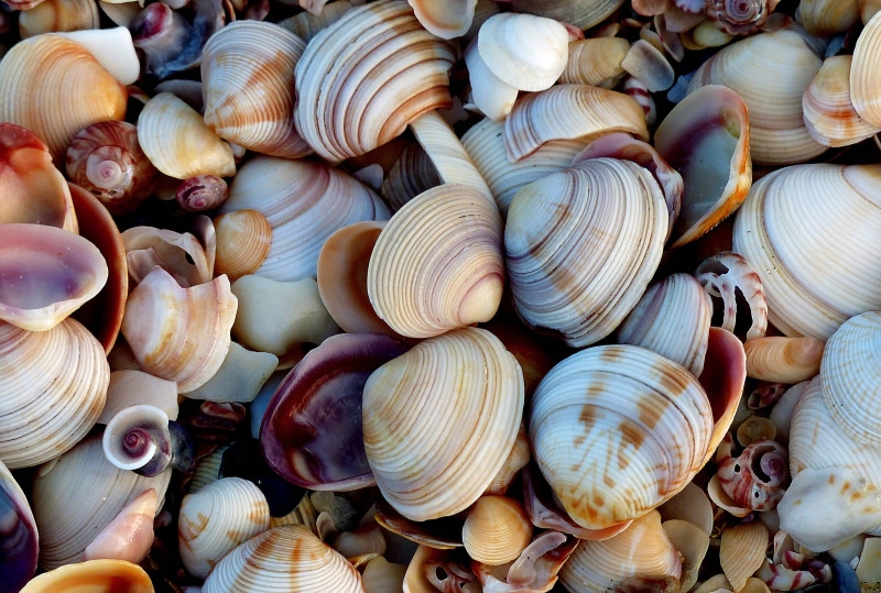 lover, photos, shells, Dedication, flickr, animal Shell, Geo-Tagged, Public Domain, sea, nature, Shell beach, backgrounds, CC0, 4K, Lumix  Fz200, sea shells