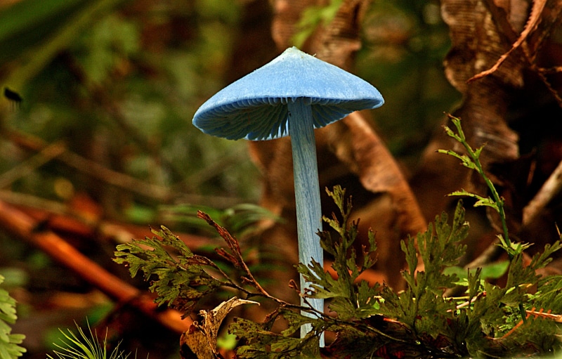 flickr, blue, tree, fungus, photos, mushroom, Fungi, nature, autumn, close-up, plant, season, 1080P, blue mushroom, toadstool, CC0, forest, leaf, lover