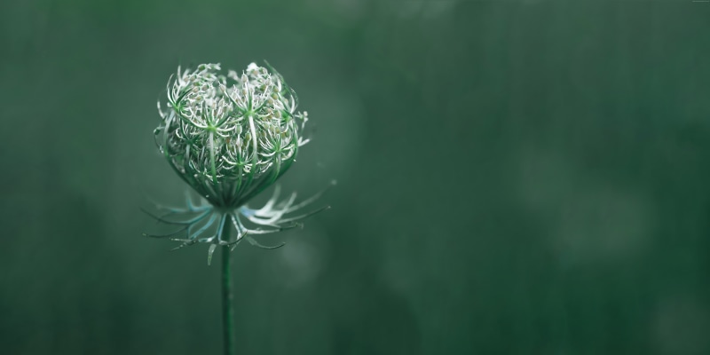 flowering plant, nature, 10K, freshness, beauty in nature, macro, copy space, flower head, day, studio shot, no people, selective focus, green, vulnerability