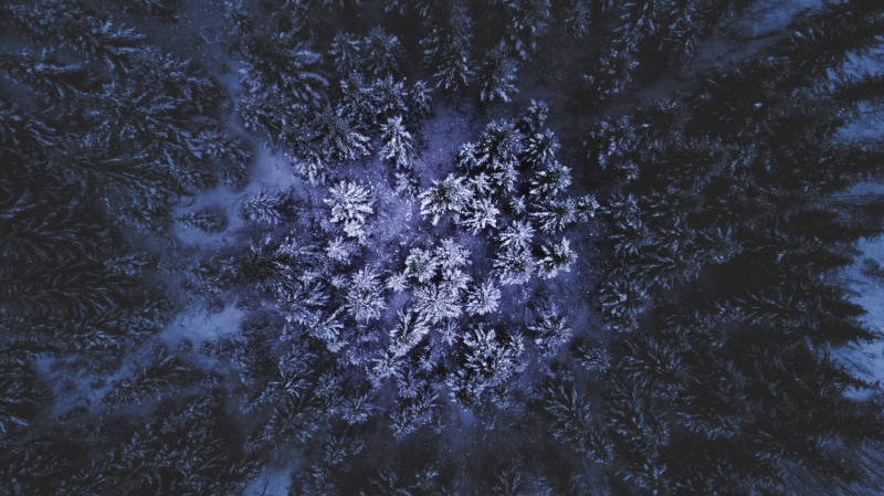 winter, 4K, water, tree, beauty in nature, background, backgrounds, drone, high angle view, no people, growth, plant, tranquility, motion, birds eye view