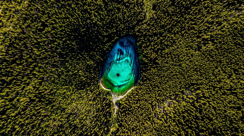 outdoors, woods, one animal, marine, animal wildlife, birds eye view, animal, surrounded, sea life, forest, no people, drone photography, lake, animals in the wild
