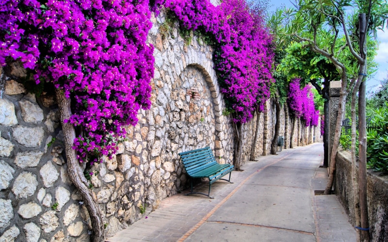 bench, Benches, Streets, Italy, green, Flowers, Trees, metal, City, 1080P, Beautiful