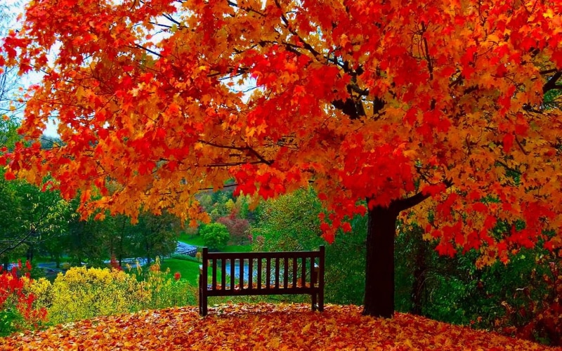 scenics - nature, maple leaf, leafed, growth, tranquility, tree, 1080P, no people, orange color, park, beauty in nature, change, autumn collection, park - man made space