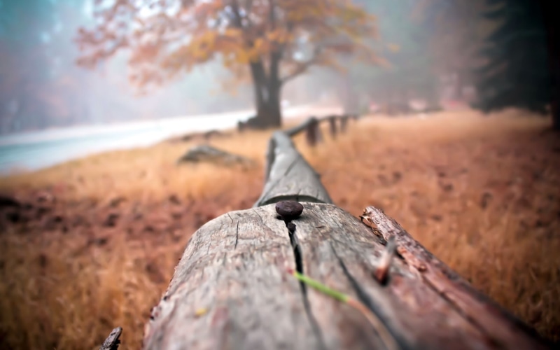 macro, hd, blur, fence, 1080P, nature