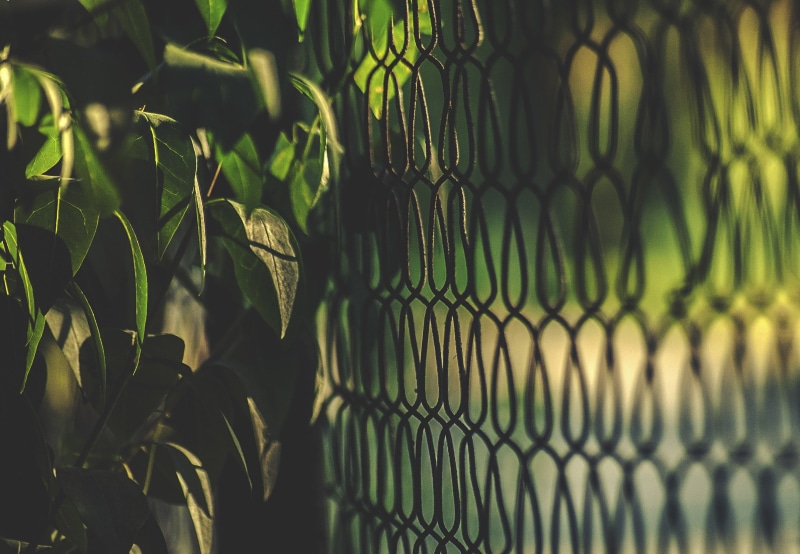 plant, outdoors, no People, day, chainlink Fence, sunlight, 2K, plant part, fence, abstract, link, growth, safety, selective focus, focus on foreground