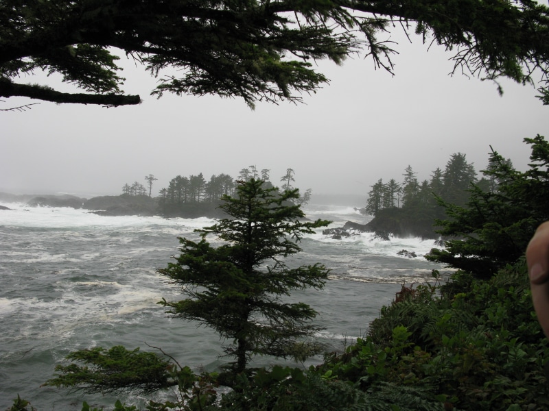 ocean, british columbia, nature, scenics - nature, power in nature, shoreline, coast, day, scenery, tranquil scene, storm, tofino, plant, tranquility, outdoors