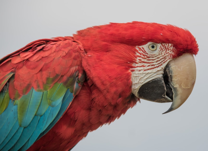 green, geo:location, state, 4K, pets, canon eos, geo, background, ƒ / 5, parrot, aperture, teal, city, red, nature, white, Green wing, s18, lens, camera
