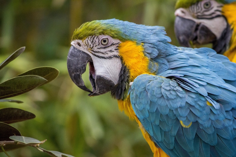 wing, nature, cute, white, natural, beauty in nature, no people, focus on foreground, gold and blue macaw, vibrant, green, animal themes, colorful, vivid