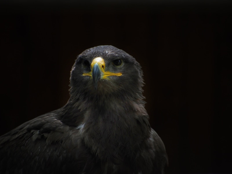 beak, black, animals Hunting, bird, feather, looking, carnivore, raptor, bill, one animal, falkner, falcon - bird, eagle, eagle - Bird, wildlife photography