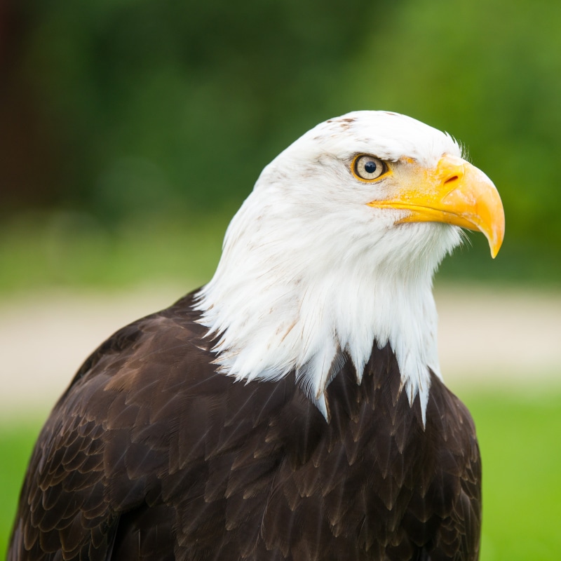 animal, focus on foreground, close-up, nature, animal themes, selective, 4K, animal body part, portrait, vertebrate, zoo, no people, heraldic animal, feather