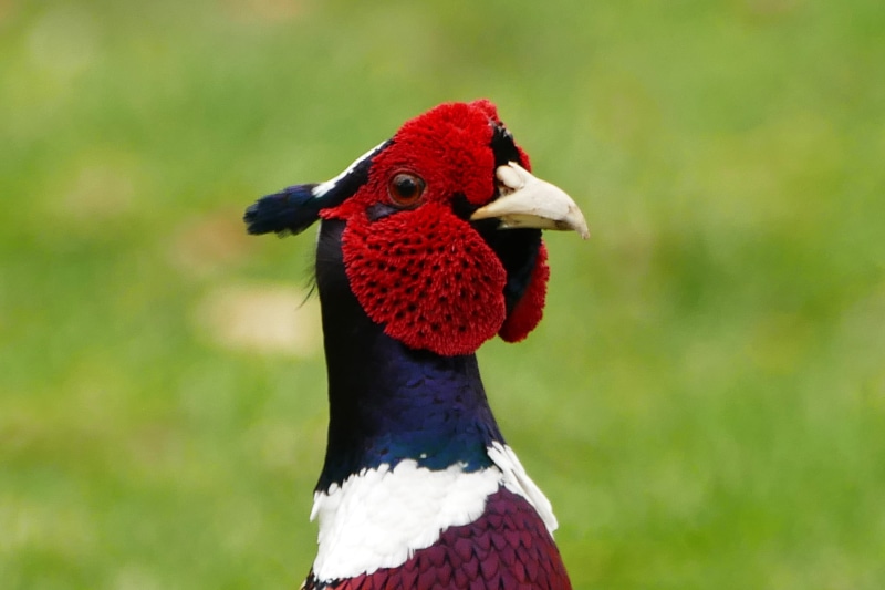 male, animal wildlife, Wild, Pheasant, tail, zoo, nature, plumage, animal body part, white, looking away, red, animal themes, animals in the wild, wing