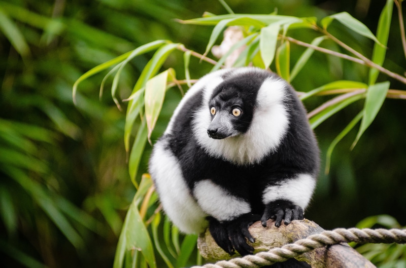 wildlife, eye, 4K, madagascar, primate, auge, Black and white Ruffed Lemur, bokeh, deutschland, cute, feet, endangered Species, ruffed, outdoors, foot