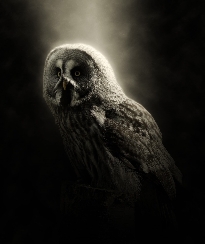profile view, feather, mystical, photo effect, no people, black background, focus, exposure, close-up, close, looking, looking away, large owl, gray, animals in the wild