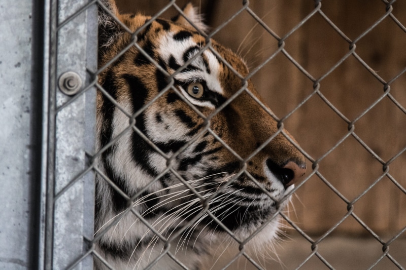 fence, animal head, whiskers, carnivore, chainlink fence, danger, safari, animal photography, one animal, nature, wildlife, hunter, domestic animals, wire fence