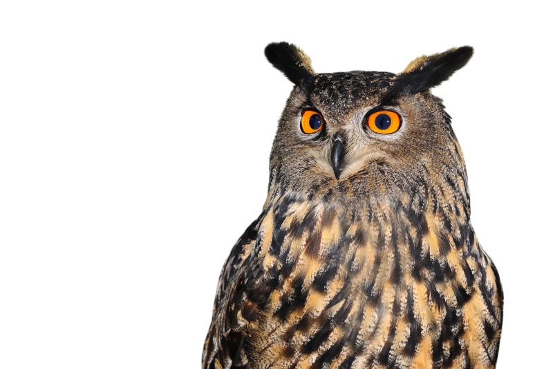 eurasian, nature, copy space, looking, wildlife, bird, close-up, yellow eyes, no people, predator, vertebrate, studio shot, 4K, feathers, animal wildlife